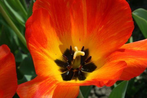 Tulpė Oranžinė, Augalas, Pavasaris, Holland