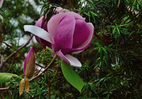 Tulpių Medis, Karališkieji Botaniniai Sodai, Hamilton Ontario, Gėlė, Rožinės Žiedai, Flora