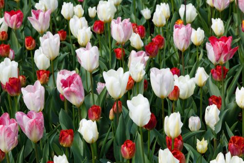 Tulpės,  Tulpė,  Balta,  Raudona,  Rožinis,  Fonas,  Keukenhof,  Tapetai,  Gėlė,  Gėlės,  Svogūnėliai,  Nyderlandai,  Holland,  Tulpių Tapetai