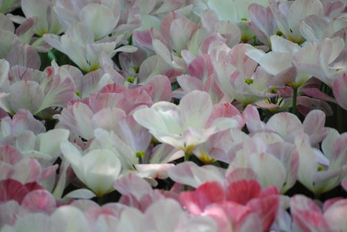 Gėlės,  Tulpės,  Spalvos,  Gamta,  Laukas,  Balti Tulpės
