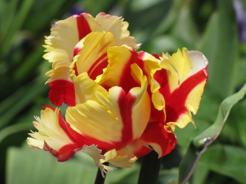 Tulpė,  Papūga,  Geltona,  Raudona,  Gėlė,  Gamta,  Geltonos Ir Raudonos Paprastosios Tulpės