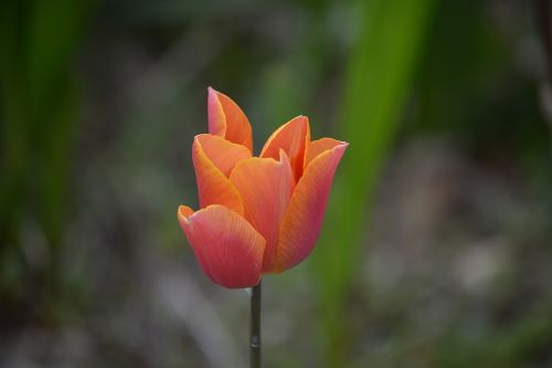 Tulpė,  Gėlė,  Flora,  Gamta,  Botanika,  Žydėjimas,  Žiedlapiai,  Pavasaris,  Pavasario Tulpė