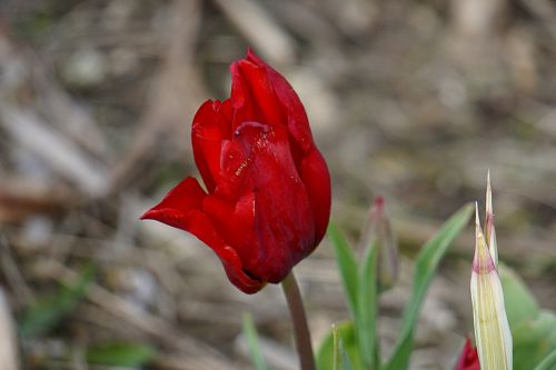 Gėlė,  Tulpė,  Flora,  Raudona & Tulp,  Botanikos,  Pavasaris,  Raudona Tulpė