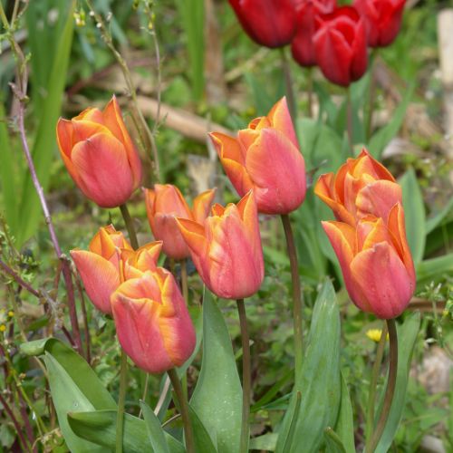 Tulpės,  Gėlės,  Flora,  Žiedlapiai,  Rožinė & Nbsp,  Tulpė,  Sodas,  Gamta,  Botanika,  Žydi,  Pavasaris,  Gėlių,  Augalai,  Rožinės Tulpės