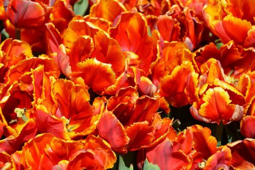 Tulpės, Oranžinė, Gamta, Pavasaris, Atvirukas, Pavasario Pabudimas, Gėlės, Fonas, Frühlingsanfang, Pavasario Gėlės