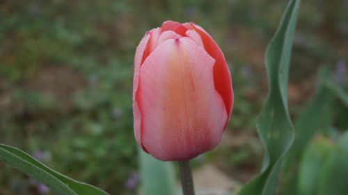 Tulpės, Gėlės, Pavasaris, Rožinis, Tulpė, Žydi