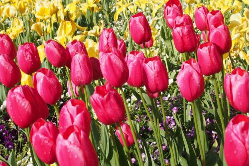 Tulpės, Narcizai, Pavasario Gėlės, Gėlės, Pavasaris, Laukas, Gamta