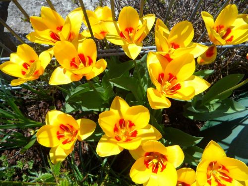 Tulpės, Blütenmeer, Pavasaris, Geltona, Gėlės, Ankstyvas Bloomer, Sodas