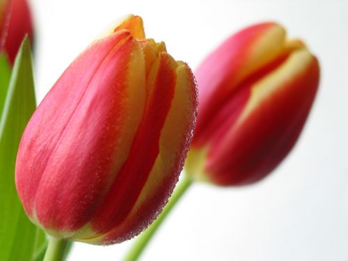 Tulpės, Gėlė, Pavasaris
