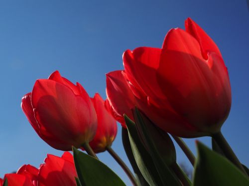 Tulpės, Raudona, Gėlės, Pavasaris, Uždaryti, Spalvinga, Spalva, Tulipa, Lelija, Liliaceae, Dekoratyviniai Augalai, Veislinis Tulpis
