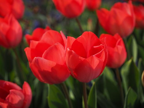 Tulpės, Raudona, Gėlės, Pavasaris, Uždaryti, Spalvinga, Spalva, Tulipa, Lelija, Liliaceae, Dekoratyviniai Augalai, Veislinis Tulpis