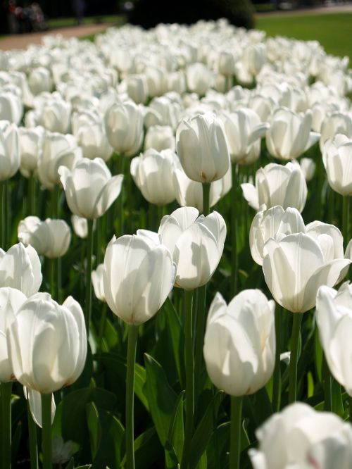 Tulpės, Baltos Gėlės, Lova