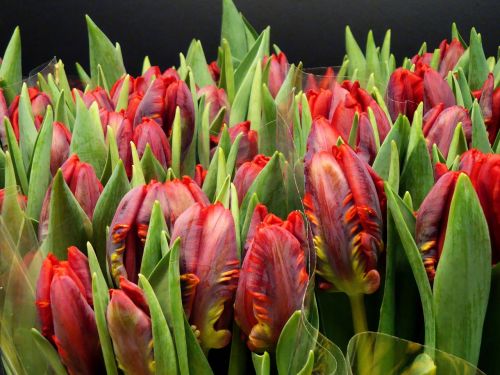 Tulpės, Raudona, Skintos Gėlės, Denio