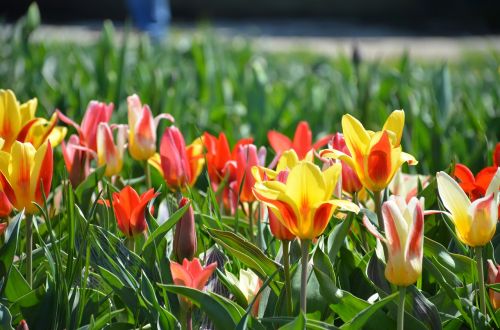 Tulpės, Holland, Michiganas, Gėlės, Sodas, Spalvinga, Geltona