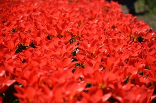 Tulpės, Holland, Michiganas, Gėlės, Sodas, Spalvinga, Raudona