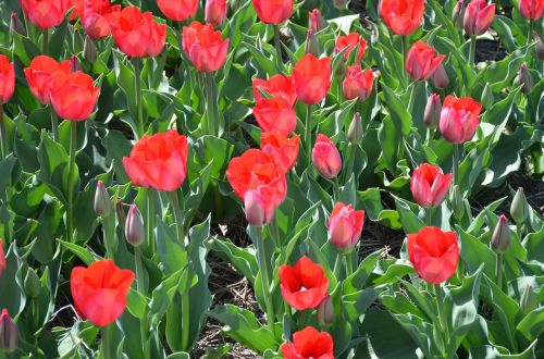 Tulpės, Holland, Michiganas, Gėlės, Sodas, Spalvinga, Raudona, Žiedas, Žydėti, Gėlių Sodas