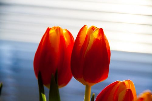 Tulpės, Žydi, Gėlė, Gėlių, Oranžinė