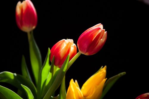 Tulpės, Gėlės, Geltona, Gamta, Žiedas, Oranžinė, Flora, Augalas