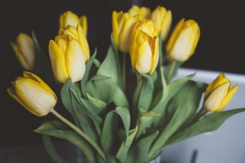 Tulpės, Geltonos Gėlės, Gėlės, Puokštė, Vazos, Liliaceae
