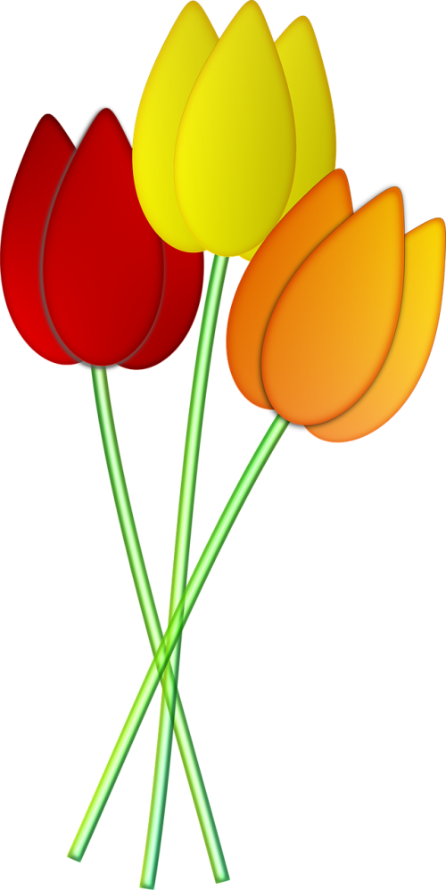 Tulpės, Gėlės, Pavasaris
