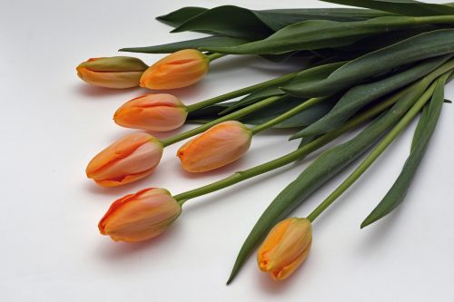 Tulpės, Gėlės, Oranžinė, Gamta, Pavasaris, Pavasario Pabudimas, Frühlingsanfang, Pavasario Gėlės, Motinos Diena, Gėlių Puokštė, Puokštė, Ačiū