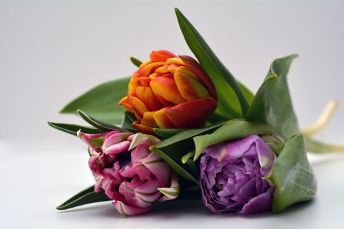 Tulpės, Gėlės, Oranžinė, Rožinis, Violetinė, Gamta, Pavasaris, Pavasario Pabudimas, Frühlingsanfang, Pavasario Gėlės, Gėlių Puokštė, Puokštė