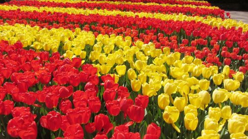 Tulpės, Pavasaris, Keukenhof, Holland, Raudona, Geltona, Lemputės Laukai