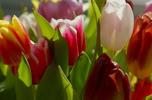 Tulpės, Strausas, Saulė, Pavasaris, Spalvinga, Gėlės, Gražus, Flora, Gamta