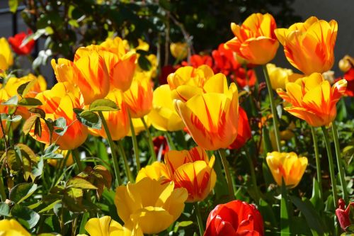 Tulpės, Tulpine Gėlė, Gėlės, Raudona, Geltona, Oranžinė, Žalias, Gėlė, Gamta, Spalvinga, Pavasaris, Linksmas, Fonas, Sodas, Frühlingsanfang, Pavasario Pabudimas, Pavasario Gėlės