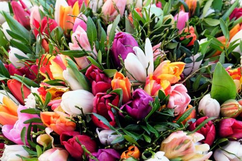 Tulpės, Tulpių Puokštė, Gėlės, Žydėti, Spalvinga, Pavasario Gėlės