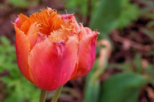 Tulpės, Pavasaris, Sodas, Gėlių Nuolaidos