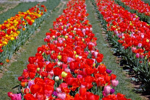Tulpės, Spalvinga, Gėlės, Spalva, Žydėti, Daug, Pavasaris