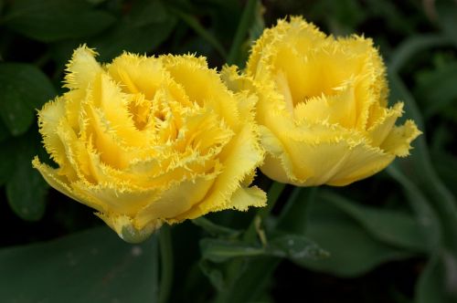 Tulpės, Gėlės, Geltona, Reikmenys