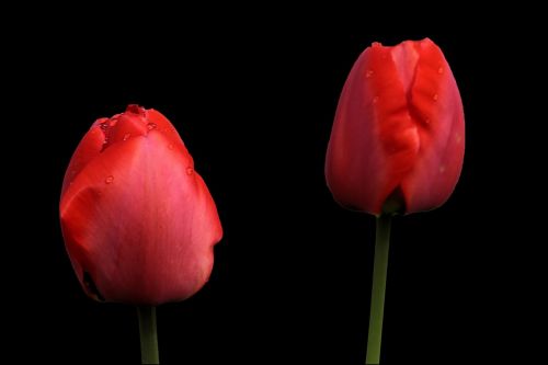 Tulpės, Raudona, Pavasaris, Pavasario Gėlė, Gėlės