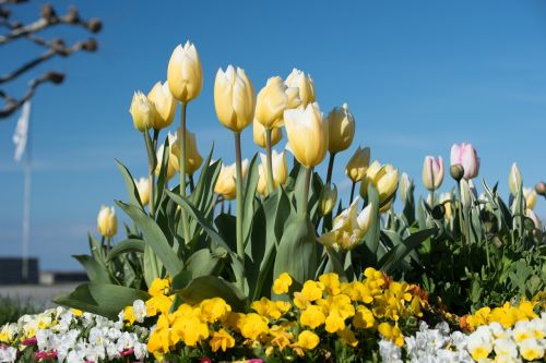 Tulpės, Gėlės, Geltonos Gėlės, Flora, Pavasaris, Gamta