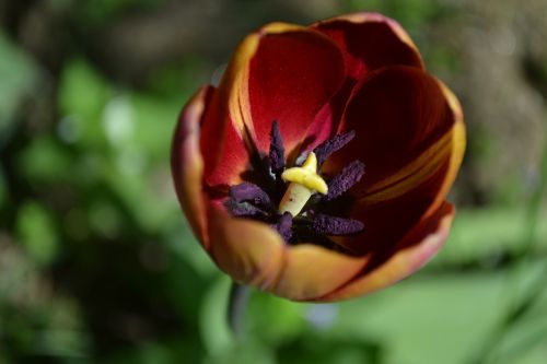 Tulpės, Gėlės, Pavasaris, Reikmenys