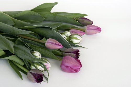 Tulpės, Gėlės, Violetinė, Violetinė, Balta, Gamta, Pavasaris, Pavasario Pabudimas, Frühlingsanfang, Pavasario Gėlės, Motinos Diena, Gėlių Puokštė, Puokštė, Ačiū