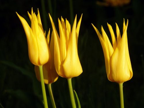 Tulpės, Geltona, Gėlė, Pavasaris, Žiedlapis, France