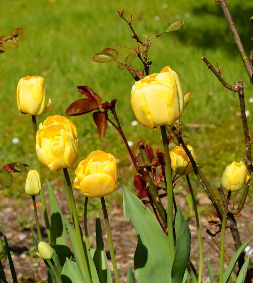Tulpės, Gėlės, Pavasaris, Augalas, Uždaryti, Geltona, Ankstyvas Bloomer