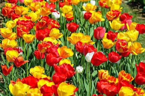 Tulpės, Gėlė, Žydėti, Raudona, Geltona, Ankstyvas Bloomer