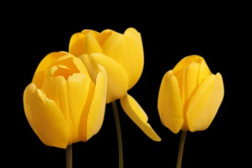 Tulpės, Geltona, Gėlės, Pavasaris