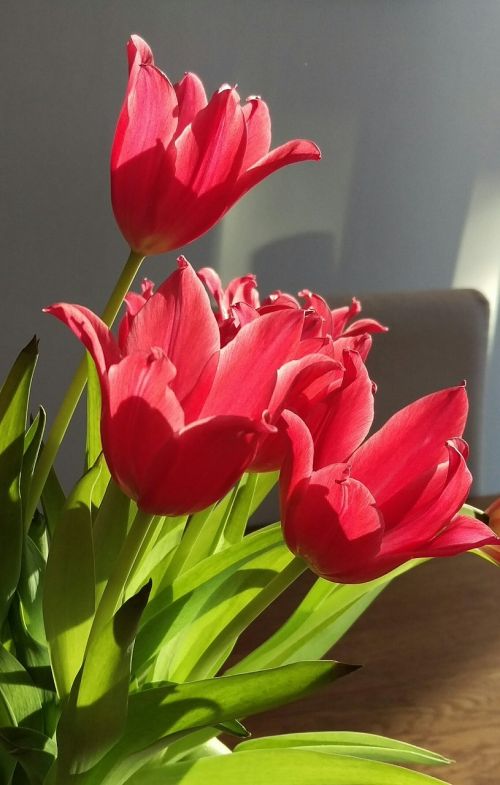 Tulpės, Pavasaris, Puokštė