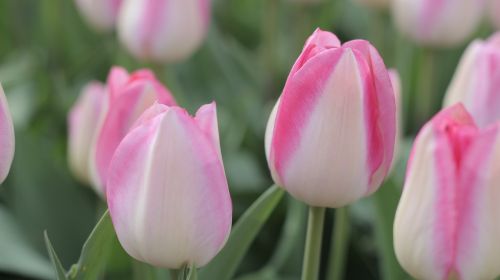 Tulpės, Rožinis, Pavasaris