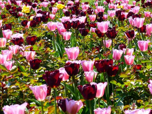 Tulpės, Gėlės Gėlės, Augalas, Pavasaris, Raudona