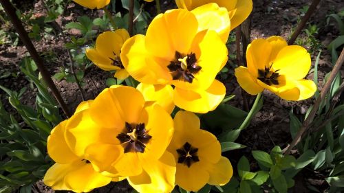 Tulpės, Pavasaris, Geltona, Gėlės