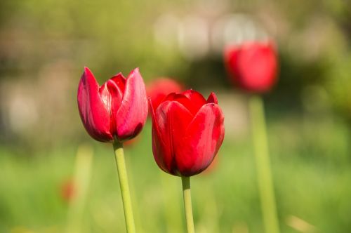 Tulpės, Holland, Gamta, Pavasaris, Raudona, Gėlė, Žydėjo