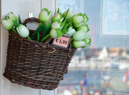 Tulpės,  Turistai,  Holland,  Kultūra,  Tulpės