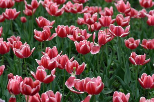 Tulpės, Raudona, Stovykla, Gėlės