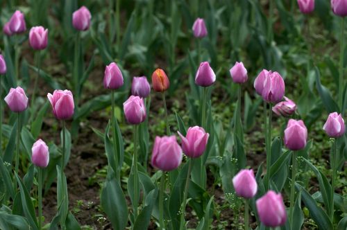 Tulpės, Mov, Stovykla, Gėlės