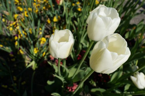 Tulpės, Gėlės, Balta, Gamta, Pavasaris, Augalas, Žiedas, Žydėti, Flora